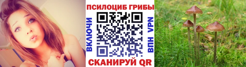что такое наркотик  Абакан  дарк нет как зайти  Псилоцибиновые грибы Cubensis 